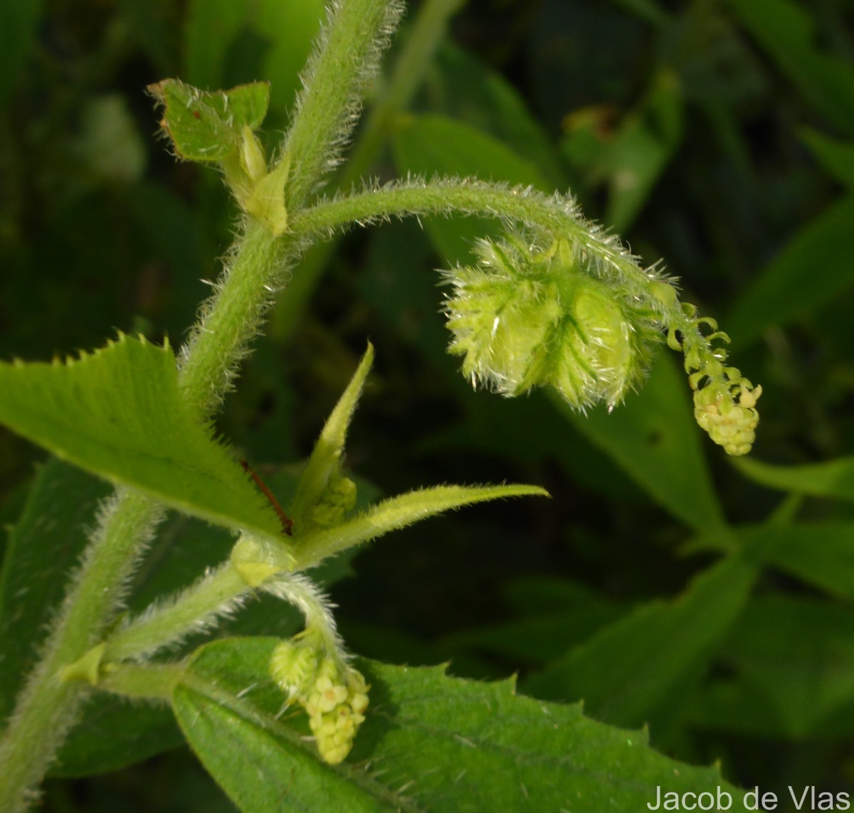 Tragia involucrata L.